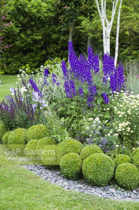 Parterre de fleurs herbacées insulaires en pelouse avec delphiniums, anthemis, salvias, campanules et graminées. Boules de boîte et bordure de copeaux d'ardoise. Juin