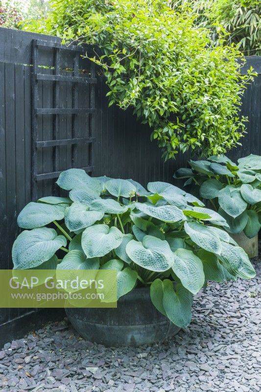 Hosta à grandes feuilles planté dans un pot en cuivre contre une clôture en bois peinte en noir. Juin