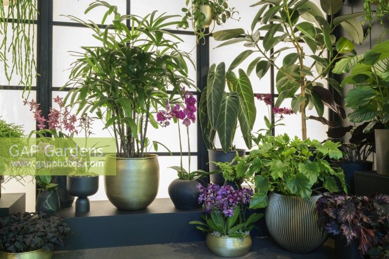 Orchidée Alocasia, Begonia et Phalaenopsis à l'intérieur du Botanical Rhapsody Studio