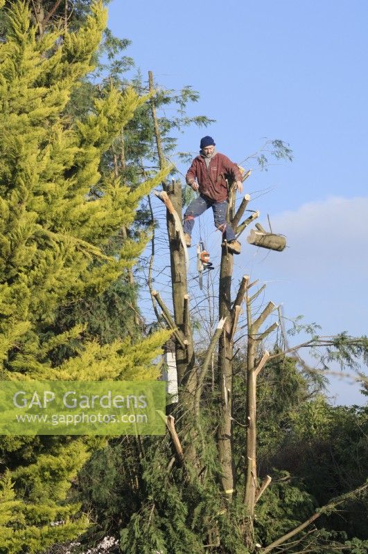 Homme avec tronçonneuse coupant un conifère mature après les dommages causés par la tempête