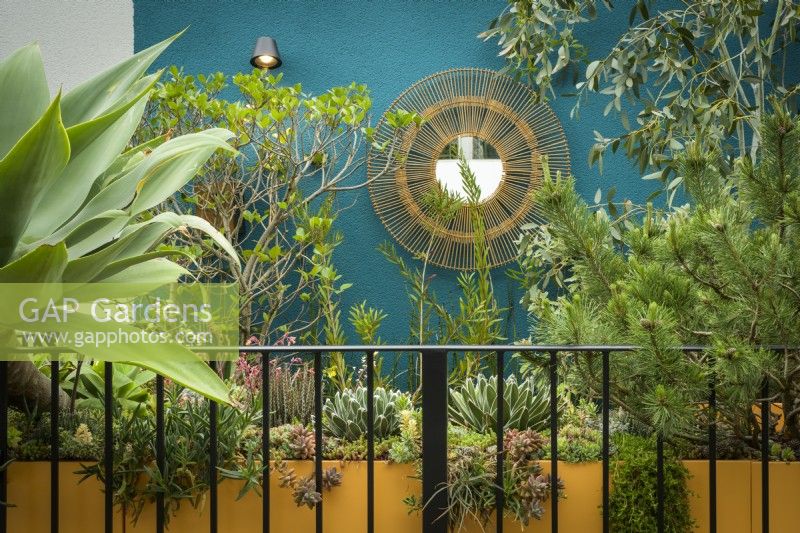 Un jardin de balcon a un grand pot orange planté de plantes succulentes, de pins, d'eucalyptus et d'euphorbe à miel contre un mur bleu aqua et un miroir circulaire ressemblant au soleil - The Blue Garden