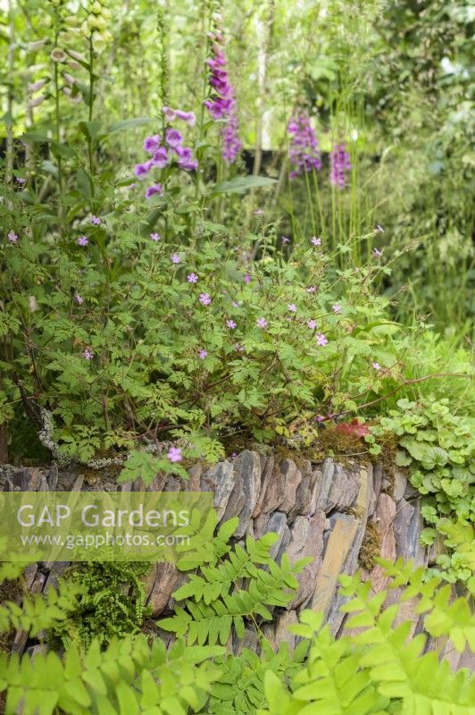 La digitale et le géranium et la fougère sur un mur de pierre sec sur-cultivé - Un jardin paysager Rewilding Britain