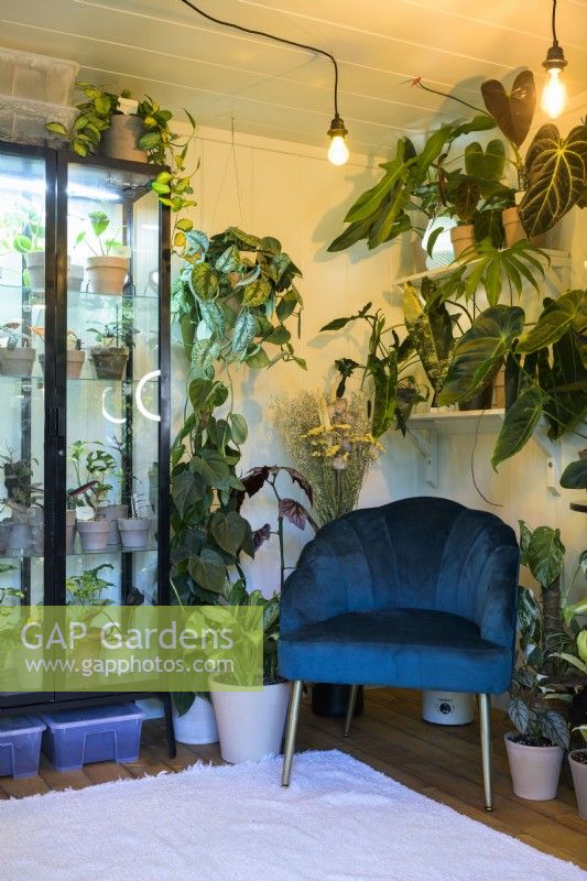 Fauteuil en velours bleu avec vitrine abritant des plantes d'intérieur - The Aroid Attic Studio: Social Media versus Reality