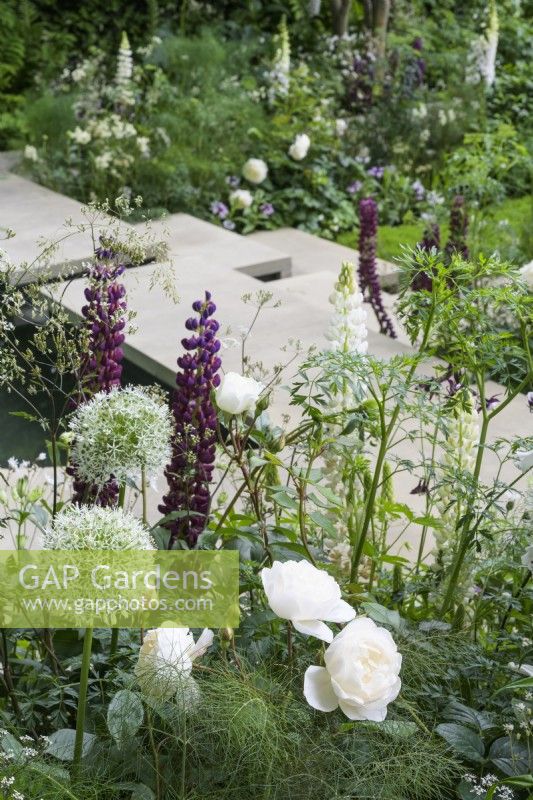 Plantation herbacée verte et blanche avec Rosa 'Desdemona', Allium blanc et Lupin violet 'Masterpiece' - The Vivace Garden With Love