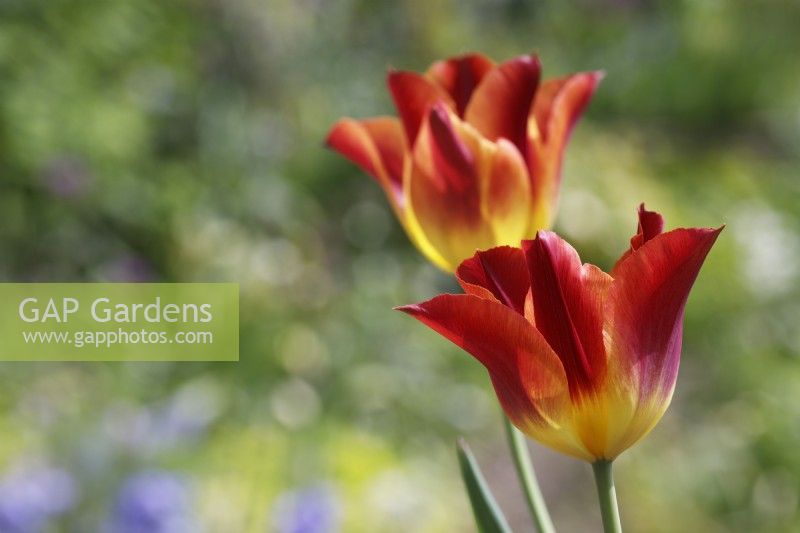 Tulipa 'Striking Match' - Tulipes
