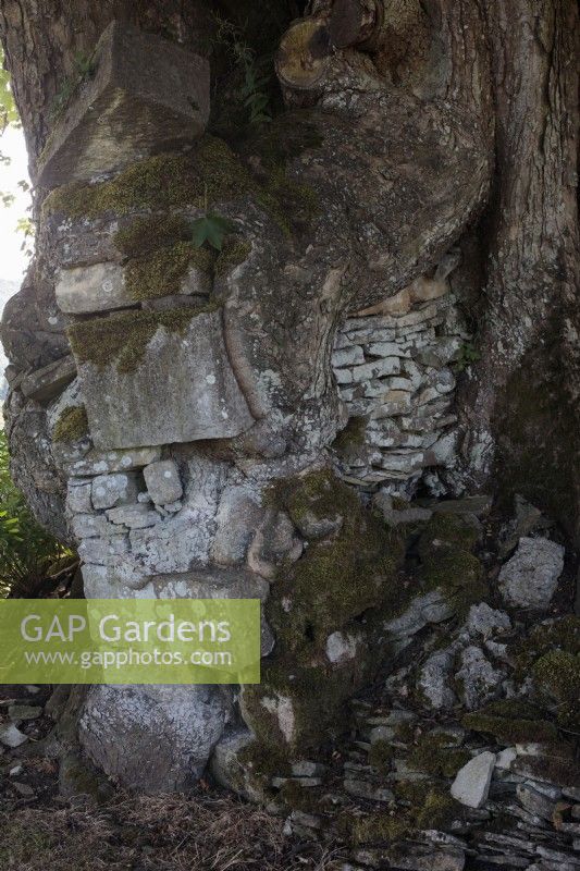 Le fût d'un grand Acer pseudoplatanus, ou sycomore, engloutit l'ancienne maçonnerie en pierre d'un mur de jardin.
