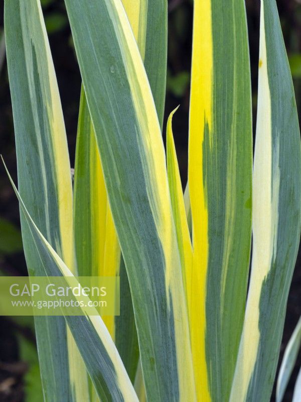 Iris pallida 'argentea variegata'