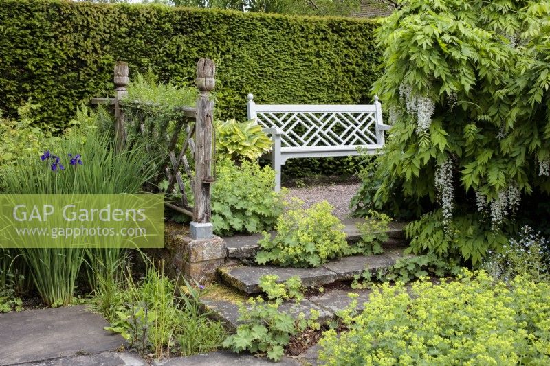 Un banc de jardin en bois orné dans le jardin inférieur Rill à Wollerton Old Hall Garden, avec Iris siberica, et Alchemilla mollis, Ladies Mantle.