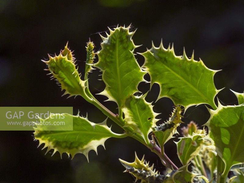 Ilex aquifolium 'Ferox Argentea' mi-juin Norfolk