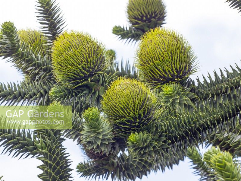 Araucaria araucana - arbre de puzzle de singe