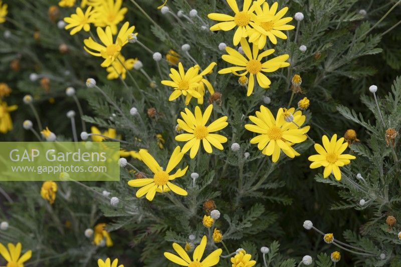 Euryops pectinatus - Euryops à feuilles grises