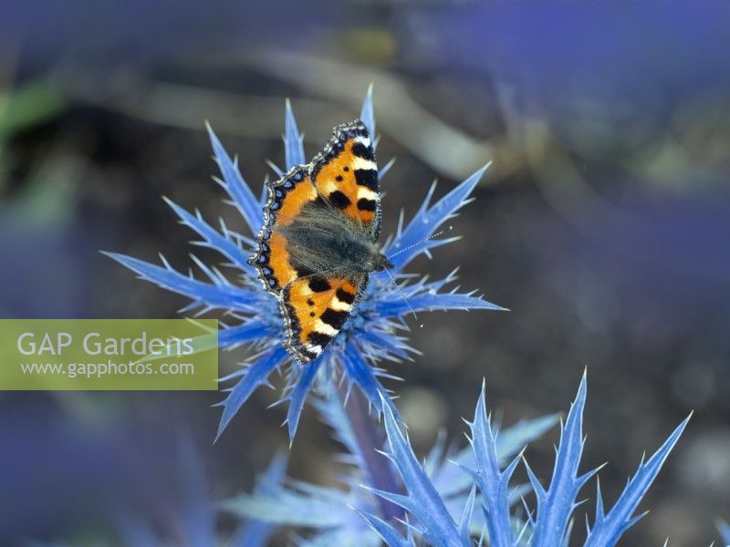 Aglais urticae - Petit papillon écaille de tortue se nourrissant d'Eryngium 'Big Blue'