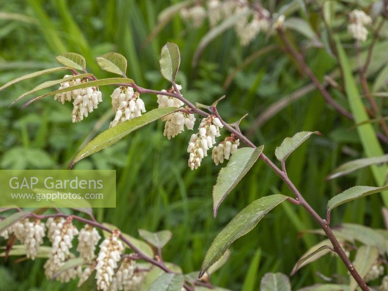 Leucothoe fontanesiana - Doghobble des montagnes des Highlands