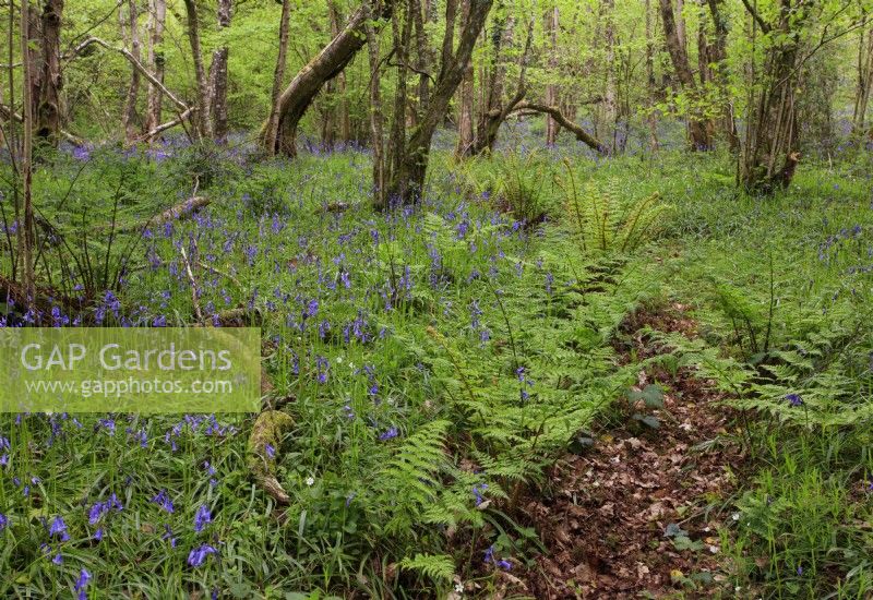 Hyacinthoides non-scripta, Bluebells en forêt ouverte avec Corylus avellana, noisetier commun et Pteridium aquilinum, fougère. Mai, Royaume-Uni.