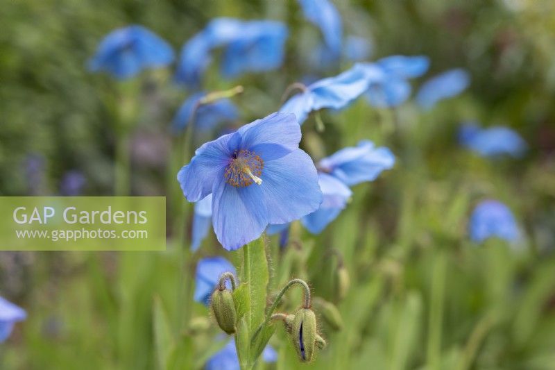 Meconopsis sheldonii 'Slieve Donard' - Pavot bleu de l'Himalaya