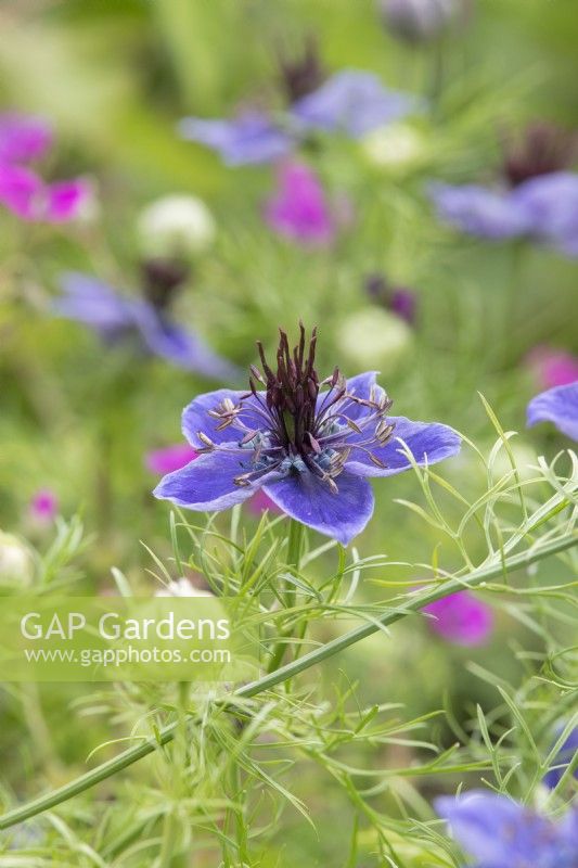 Nigella papillosa 'Midnight' - L'amour dans la brume