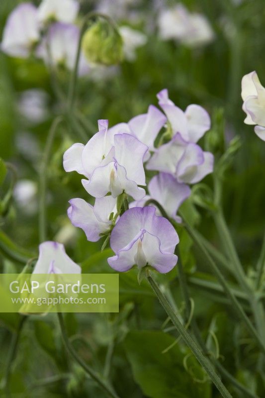 Lathyrus odoratus 'Albutt Blue' - Pois de senteur