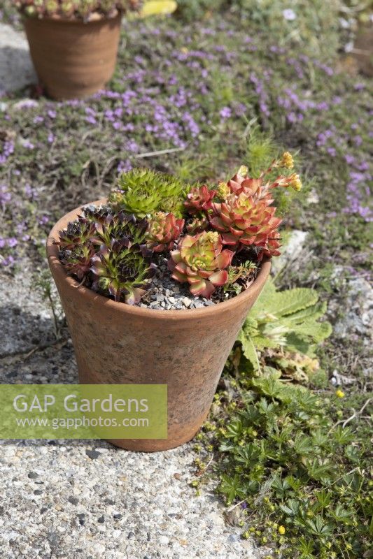 Cache-pots en terre cuite plantés de divers sempervivums, joubarbes et sedums. Briar Cottage Jardin. Jardin Devon NGS. Le printemps