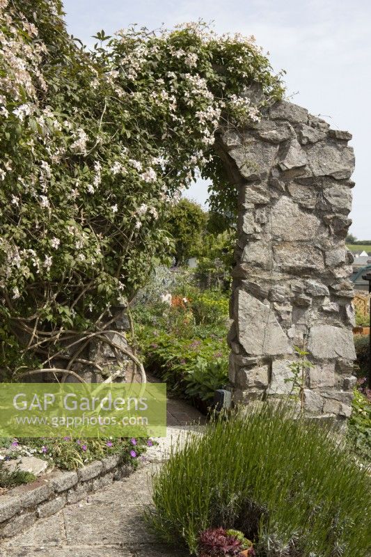 Une arche de pierre au bout d'un mur est couverte de clematis montana 'Marjorie'. Briar Cottage Garden. Devon NGS garden. Printemps