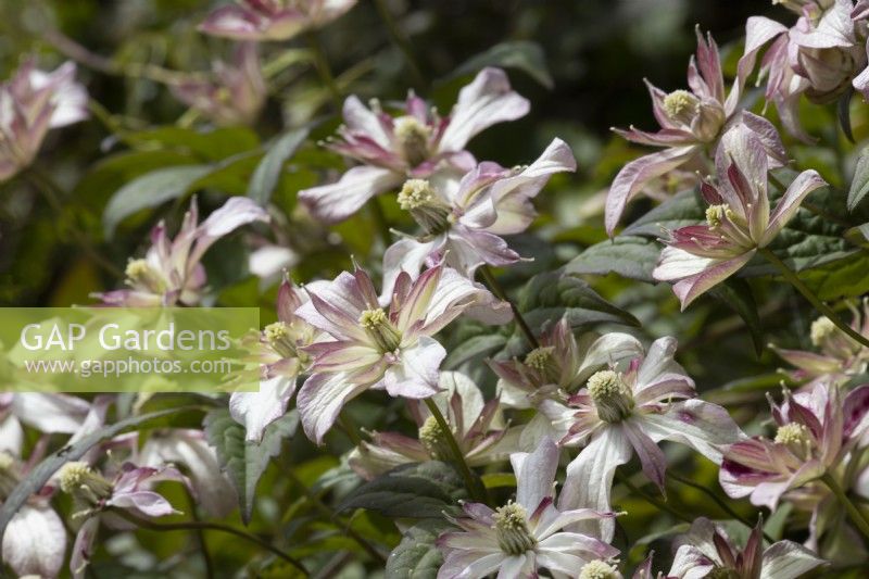 Clematis montana 'Marjorie' fleurs et feuillage. Le printemps