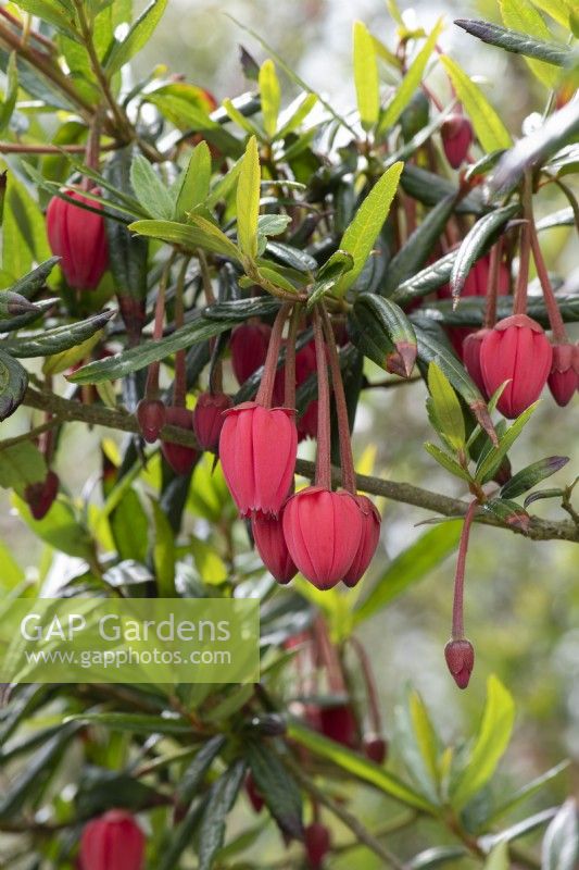 Crinodendron Hookerianum - arbre lanterne du Chili