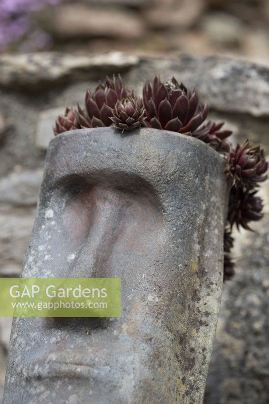 Les têtes sculturelles de style île de Pâques sont plantées de sempervivums, pour un intérêt tout au long de l'année. Le printemps