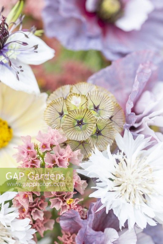 Bouquet contenant Cosmos 'Lemonade', Papaver rhoeas 'Amazing Grey', Nigella papillosa 'Delft Blue', Centaurea 'Ball White', Limonium 'Apricot Beauty', Scabiosa stellata 'PingPong'