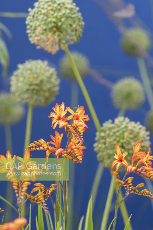 Crocosmia 'Firestarter' - Montbretia dans Over the Wall Garden au RHS Hampton court flower show 2022 - Conçu par Matthew Childs