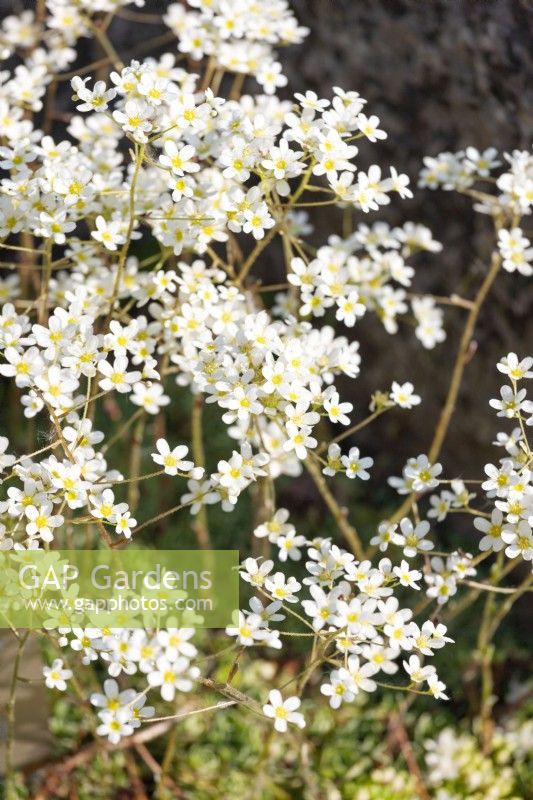 Saxifraga paniculata, printemps Mai