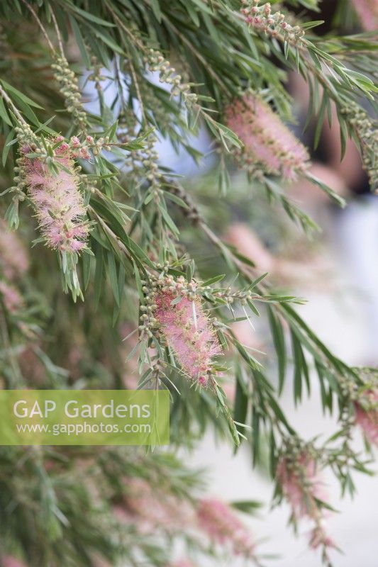 Callistemon sieberi 'Injune' - Goupillon