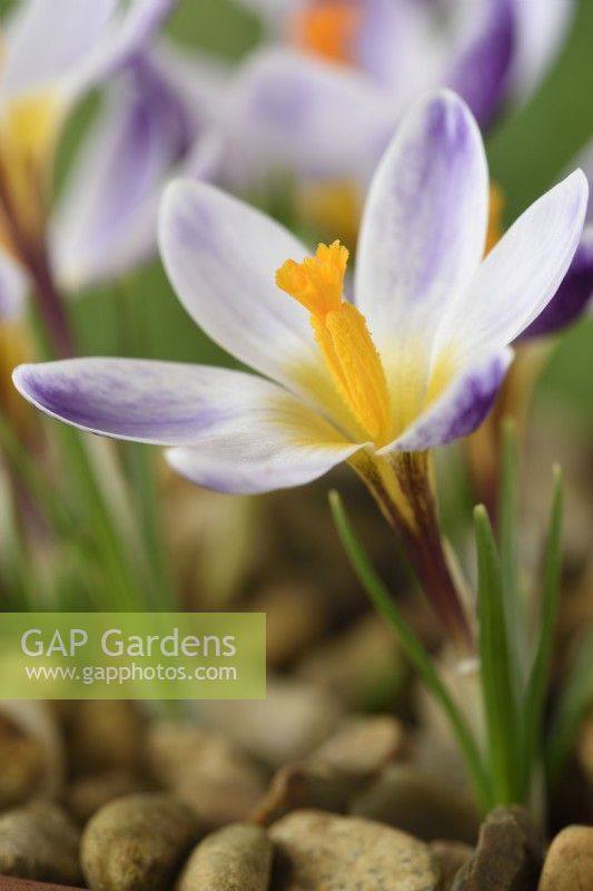 Crocus sieberi 'Ronald Ginns' Syn. Crocus de Sieber 'Ronald Ginns' février