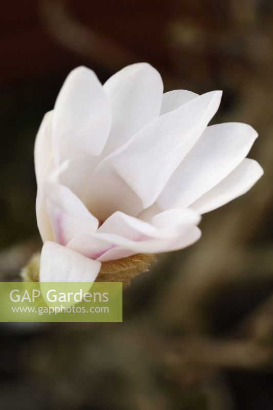 Magnolia stellata Star magnolia Fleur commençant à ouvrir mars