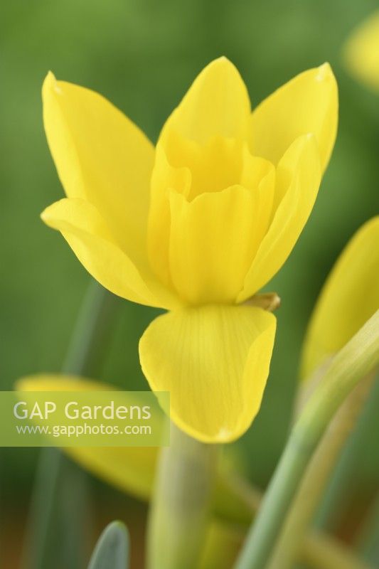 Narcissus 'Sweetness' Jonquille Div 7 Fleur de Jonquilla commençant à s'ouvrir en mars