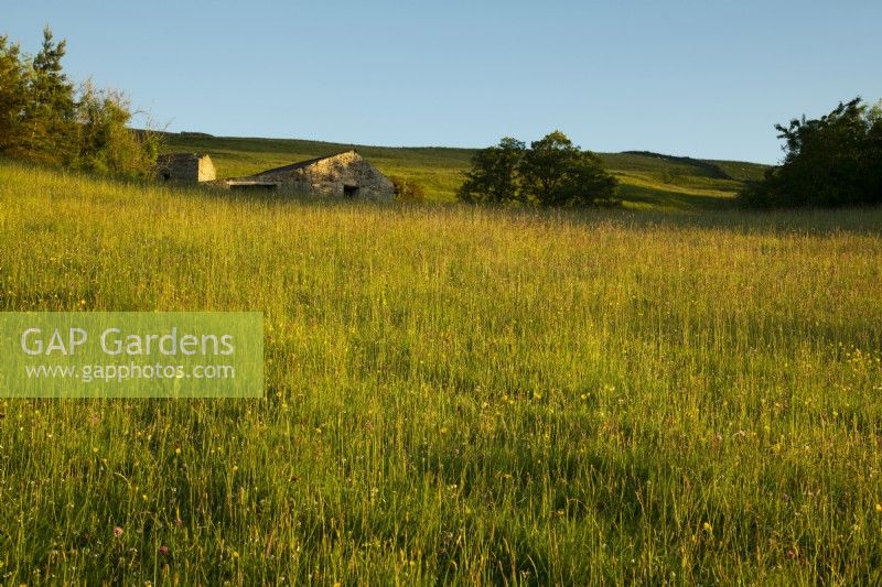 La prairie de fauche, les fleurs sauvages et une grange en pierre derrière la Maison Blanche