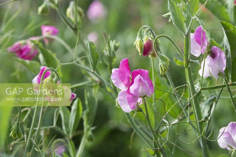 Lathyrus odoratus 'Rose sicilienne' - Pois de senteur