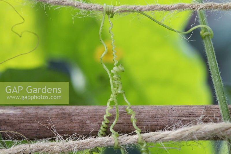 Melothria scabra - Vrilles de Cucamelon attachées à des supports végétaux