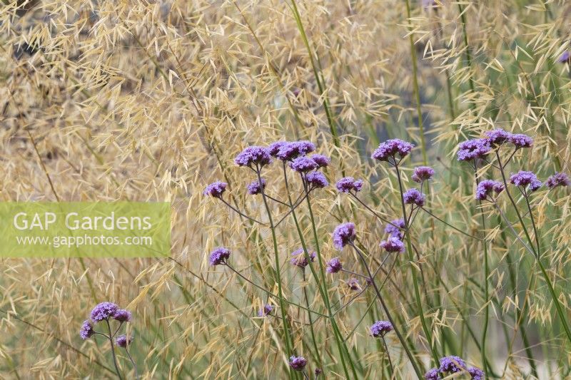 Verveine bonariensis et Stipa gigantea - Haut violet et herbe d'avoine dorée