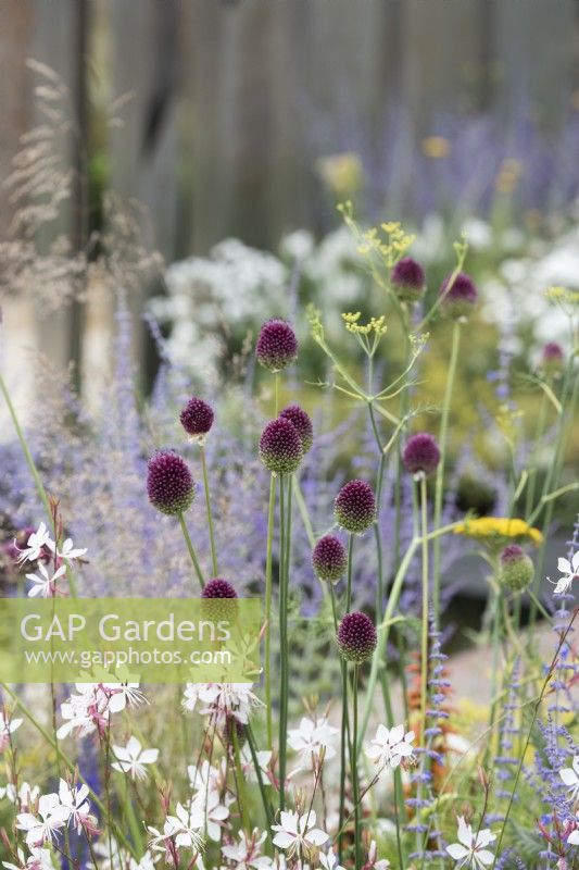 Allium sphaerocephalon - Poireau à tête ronde sur le jardin du club Joy au RHS Hampton Court Flower Show 2022 - Conçu par Zavier Kwek