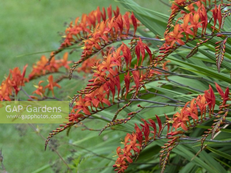 Crocosmia 'Lucifer' montbretia