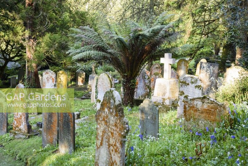 St Just dans le cimetière de Roseland, Cornwall au printemps où les fleurs sauvages indigènes s'épanouissent parmi les arbres et arbustes exotiques