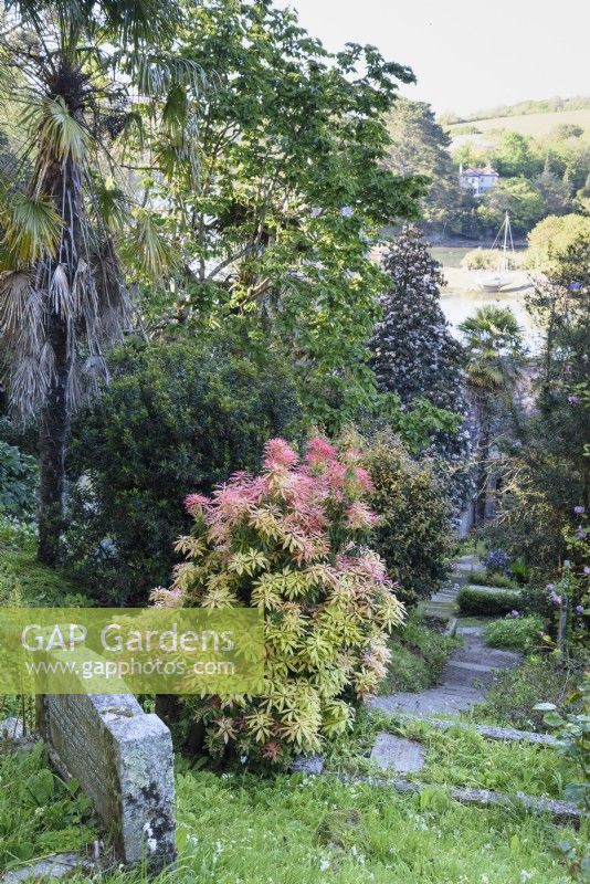 Pieris parmi les pierres tombales à St Just in Roseland cimetière, Cornwall, au printemps