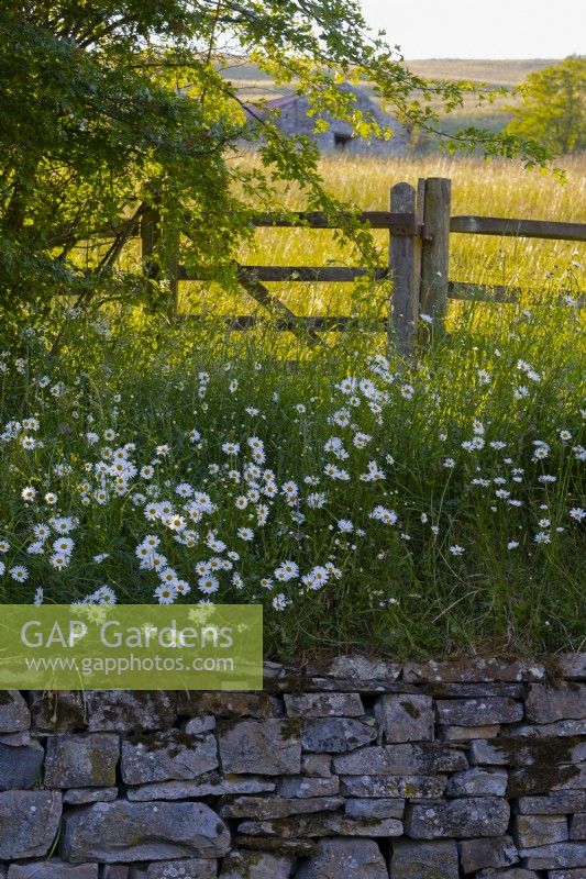 Leucanthemum vulgare - Ox Eye Daisy à côté d'une clôture et prairie de foin