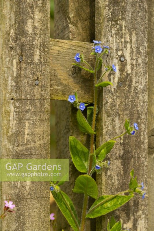 Green Alkanet Pentaglottis sempervirens - Vipérine commune poussant à côté d'une clôture en bois rustique