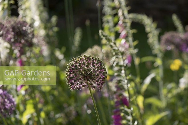 Graine d'Allium 'Purple Sensation' entourée de Digitalis dans un parterre de fleurs.