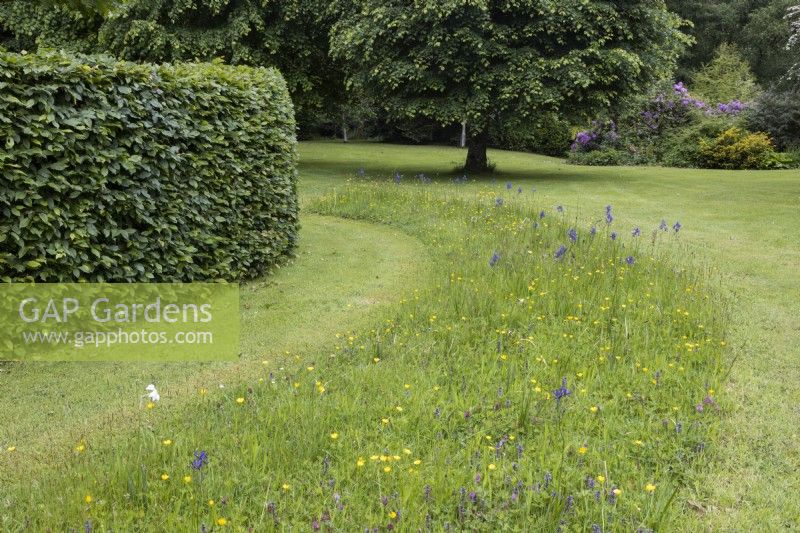 Une bande de fleurs sauvages est cultivée entre les zones de pelouse tondue. Lewis Cottage, jardin NGS Devon. Le printemps.
