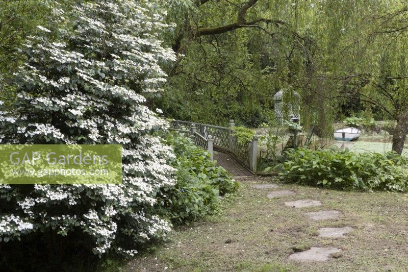 Viburnum plicatum tomentosum 'Mariesii' fleurit à côté d'un chemin de pierre. Lewis Cottage, jardin NGS Devon. Le printemps.