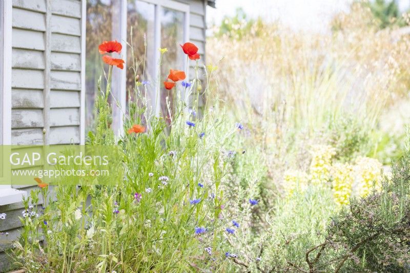 Papaver rhoeas et Centaurea cyanus - coquelicots et bleuets qui sortent du haut de l'hôtel bug