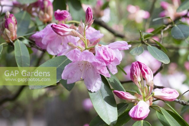 Rhododendron 'Loderi Sir Edmund'