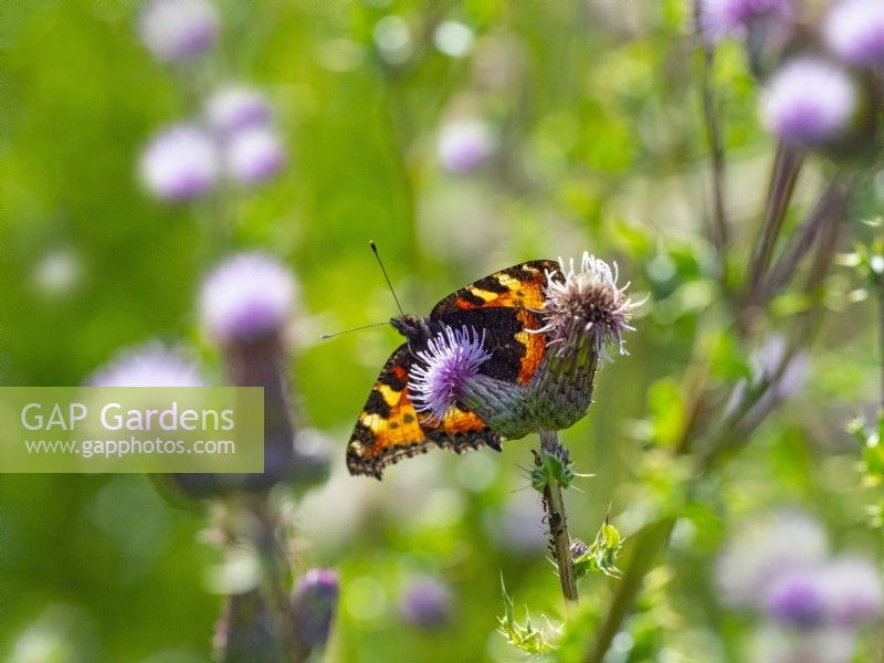 Aglais urticae - Petit papillon écaille rétroéclairé sur Cirsium arvense - Chardon rampant.