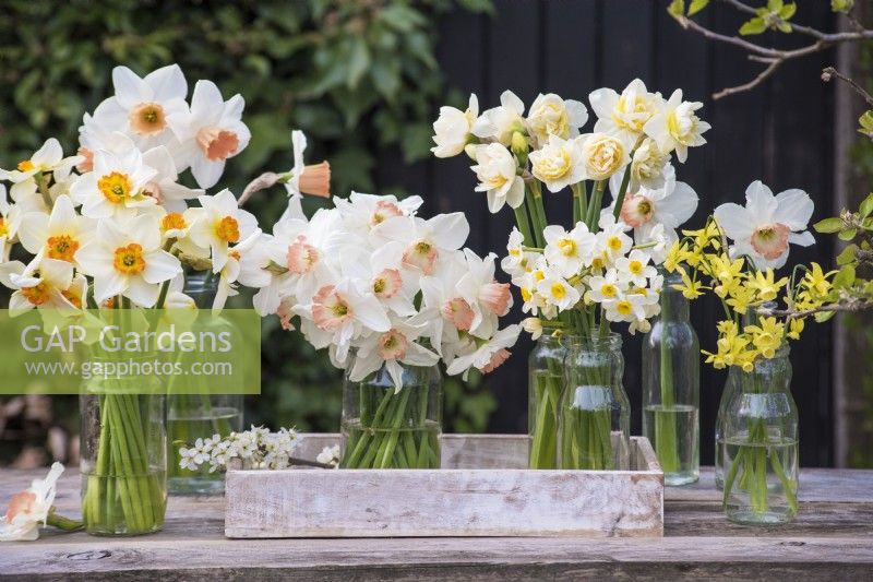 Variétés mixtes de Narcisse affichées dans des bocaux en verre sur table